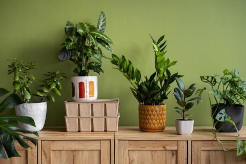 Янтарная кислота помогает укрепить иммунитет растений зимой — биологи