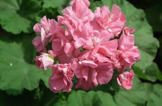 Переувлажнение снижает насыщенность аромата герани — агрономы