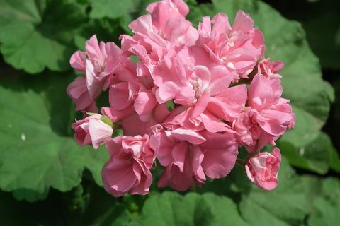 Переувлажнение снижает насыщенность аромата герани — агрономы