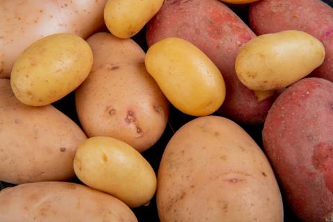 Картофель, который не темнеет, не горчит и радует вкусом: копаем в июле и сразу на стол
