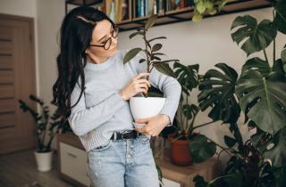 Выход корней из дренажа указывает на тесный горшок — растениеводы