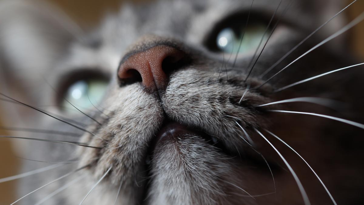 Whisker Face (Unsplash) Whisker Face (Unsplash)