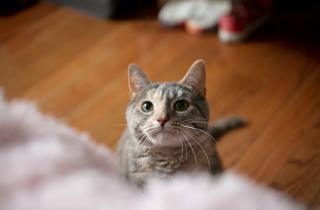 Кошки регулируют температуру тела с помощью вылизывания — Patas da Casa