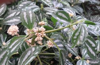 Сухой воздух вызывает бурые края у алюминиевого растения — агрономы