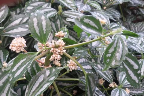 Сухой воздух вызывает бурые края у алюминиевого растения — агрономы