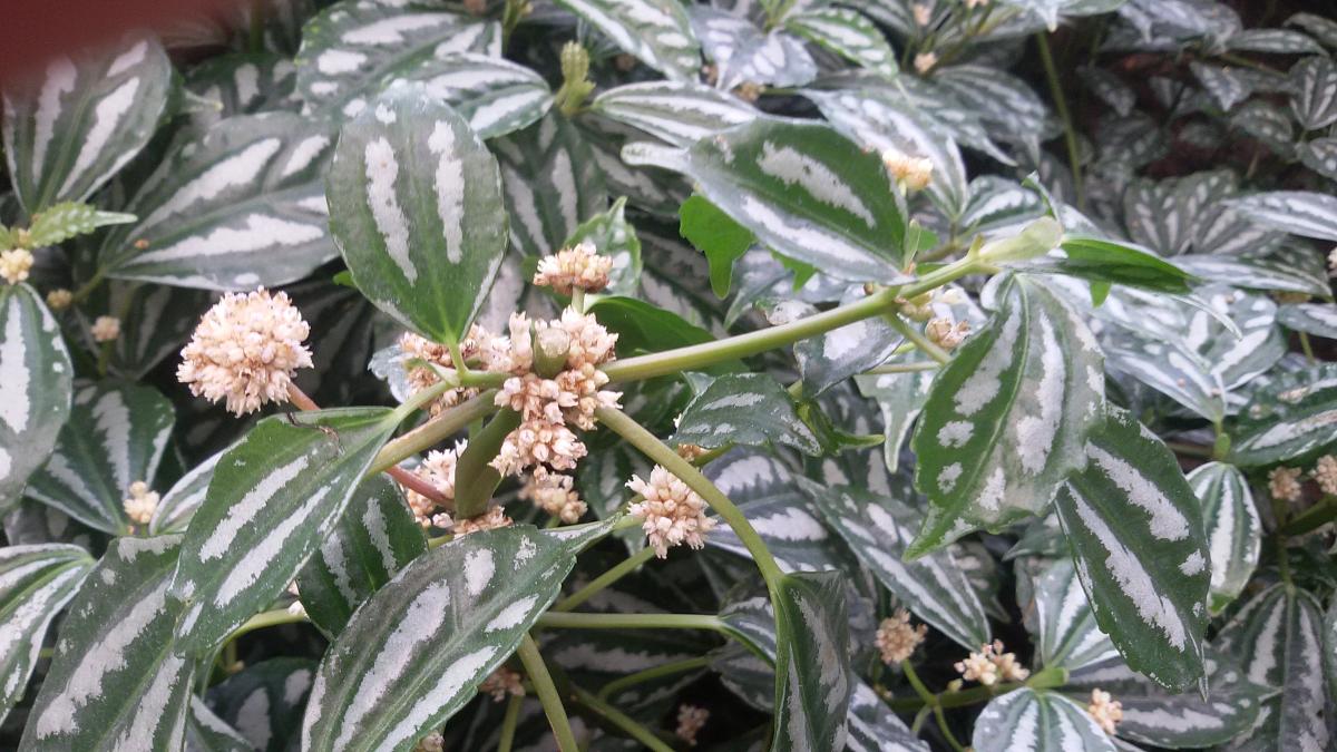 Алюминиевое растение