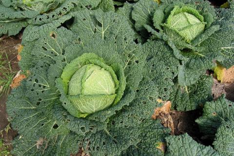 Нижние листья капусты: удалять или оставить? Секреты опытных агрономов