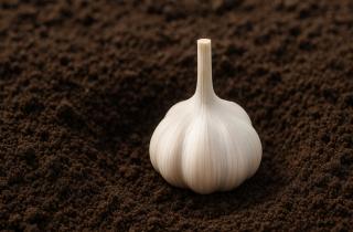 Эксперты: навоз и поздняя посадка — главные причины гибели подзимнего чеснока