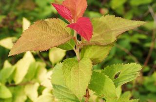 Спирея, лапчатка и карагана подходят для климата Магадана