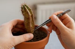 Размножение кактусов черенками используется для омоложения старых растений — Ирина Козлова