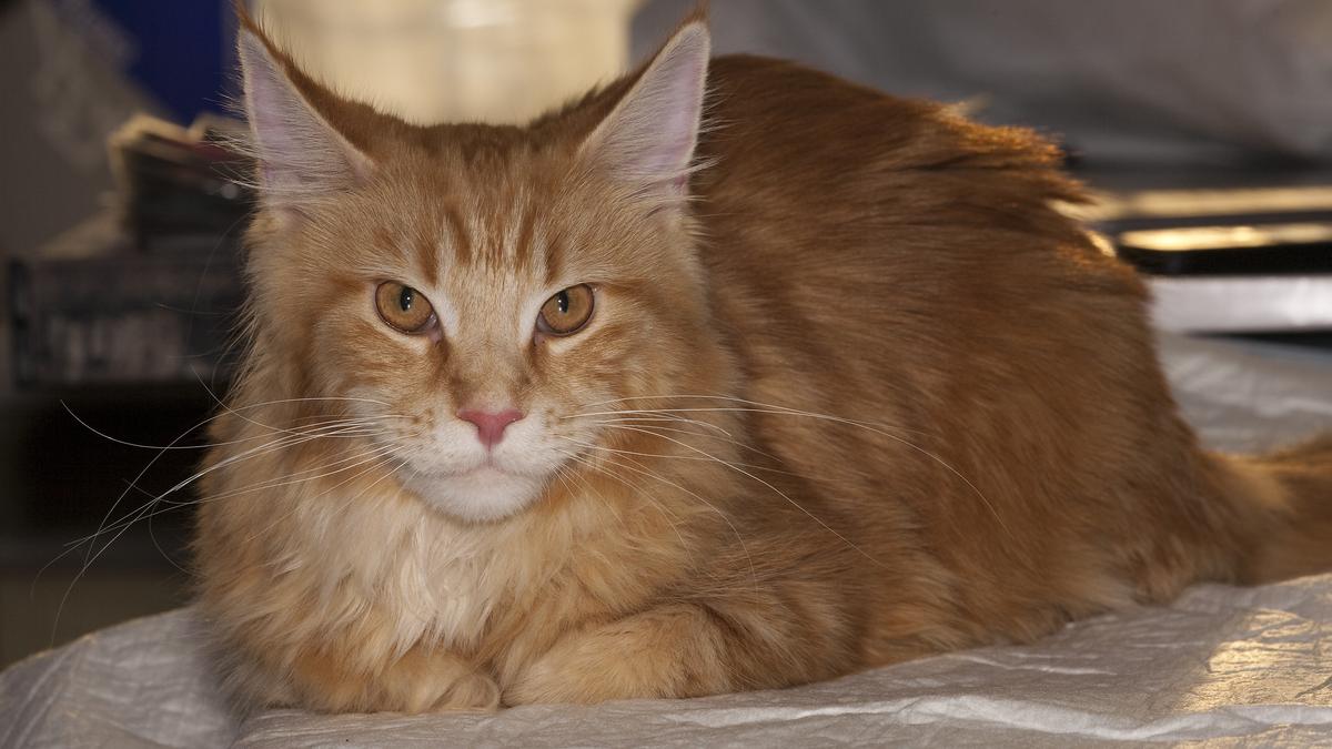 Рыжий кот Рыжий кот