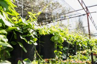 Вертикальная грядка из пластиковых бутылок экономит место и украшает участок — агроном Марина Воронова