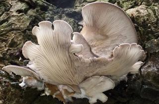 Микориза помогает лесным грибам расти, улучшая почву — агроном Илья Кузнецов