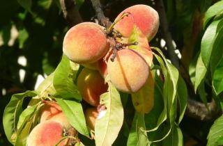 Морозостойкие сорта персика позволяют выращивать ароматные плоды даже в средней полосе России — агроном Сергей Воронцов объяснил как