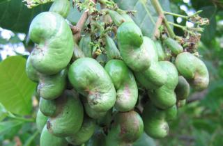 Урушиол в скорлупе кешью вызывает отравление — данные ботанических садов