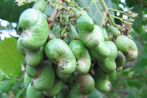 Урушиол в скорлупе кешью вызывает отравление — данные ботанических садов