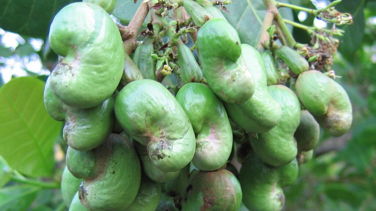 молодые плоды кешью