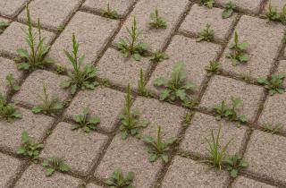 Сорняки между плитками исчезнут через неделю после обработки раствором аммиачной селитры — совет агронома Алексея Смирнова