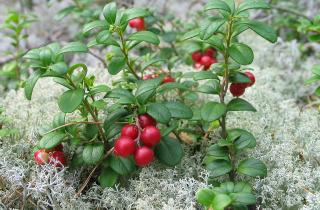 Брусника садовая успешно приживается на дачных участках и приносит урожай — агроном Наталья Кузнецова