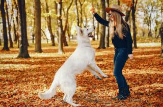 Прогулки с собакой усиливают связь с соседями — PLOS One