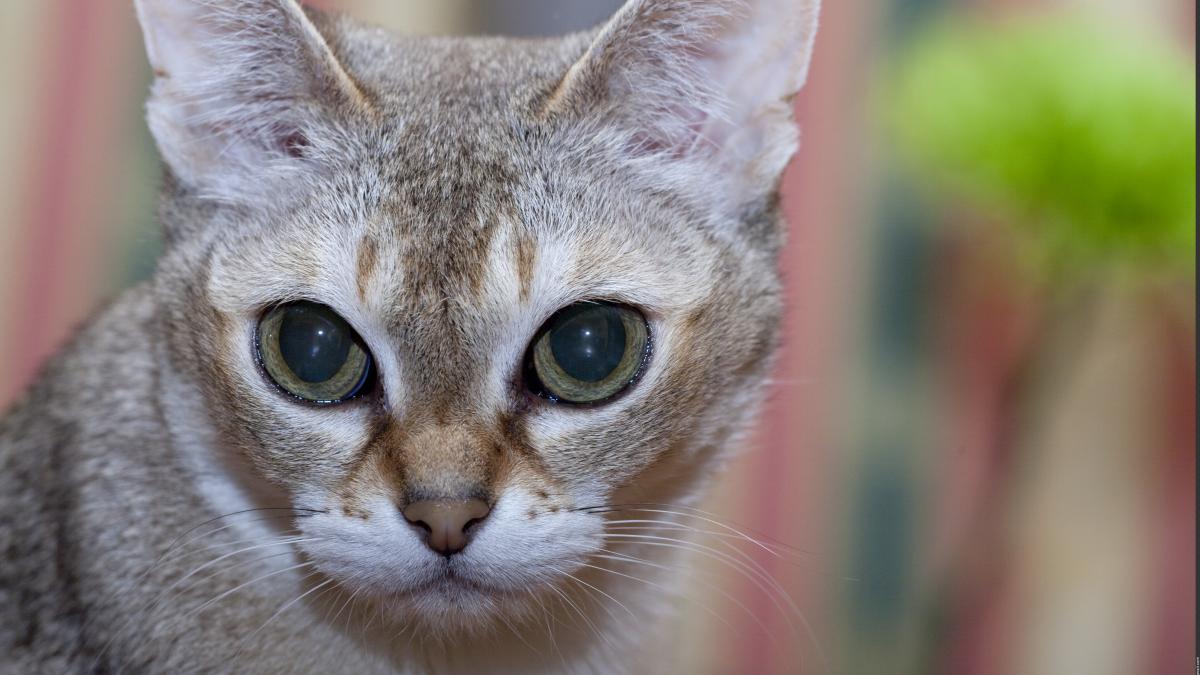 Сингапурская кошка