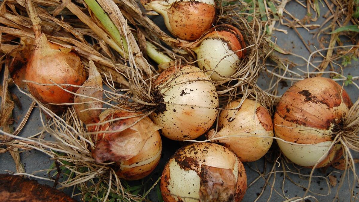 Репчатый лук