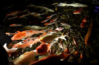 Жительница Белово завела карпов в затопленном подвале, чтобы привлечь внимание властей