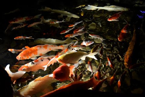 Жительница Белово завела карпов в затопленном подвале, чтобы привлечь внимание властей