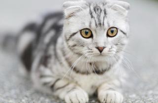 Ген Fd, делающий уши шотландских вислоухих кошек сложенными, вызывает неизлечимые болезни суставов