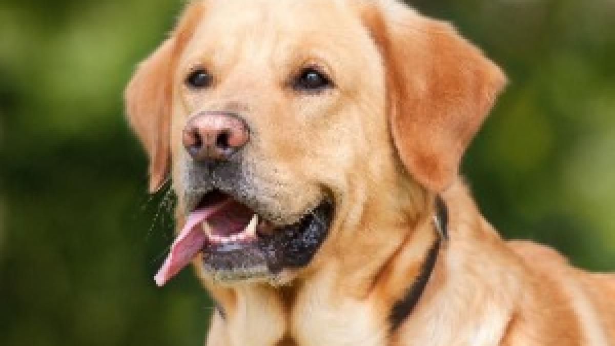 Labrador Retriever (1210559) Labrador Retriever (1210559)