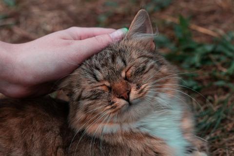 Игрушки и вкусняшки ни при чём: почему кошка снова идёт к одному и тому же человеку