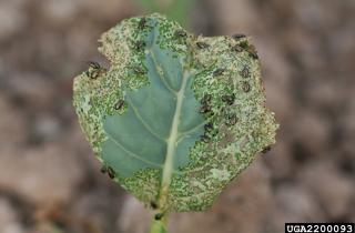 Капустная блошка не переносит влажность и регулярные опрыскивания настоем — Ирина Баранова