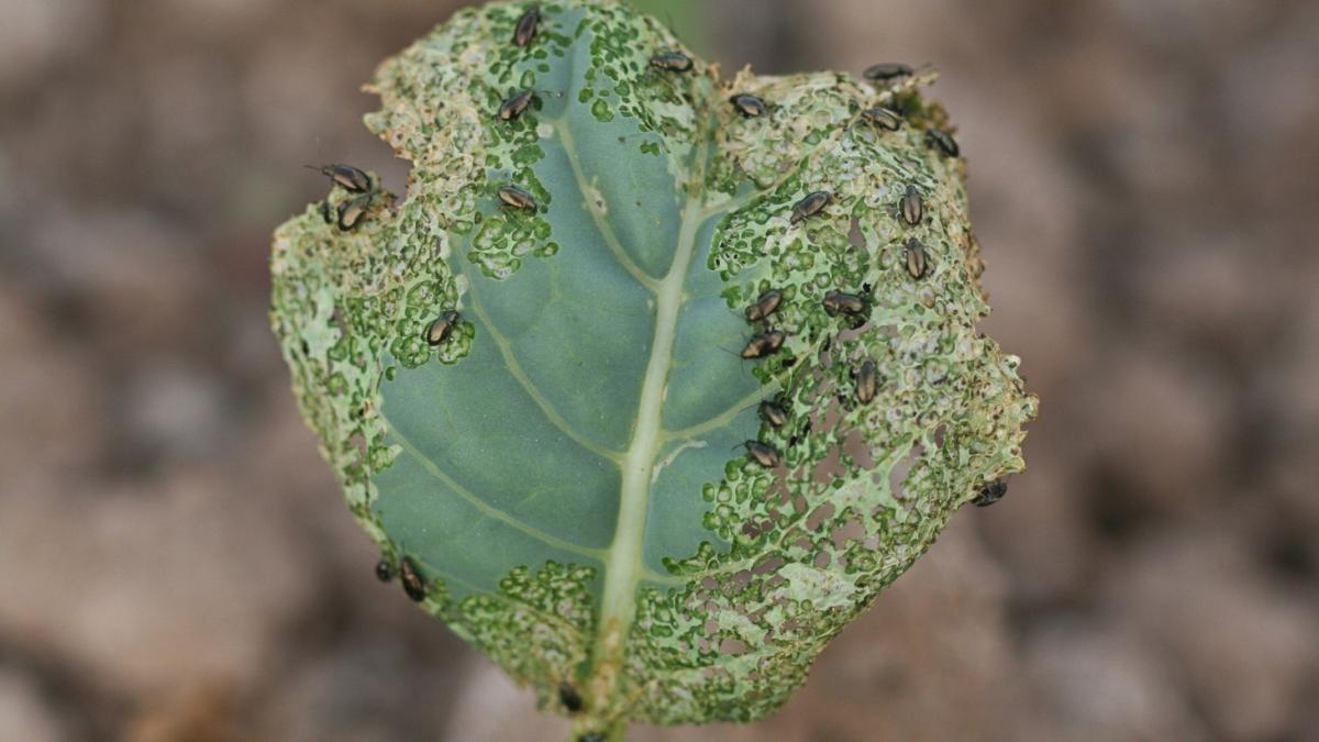 Крестоцветная блошка Крестоцветная блошка