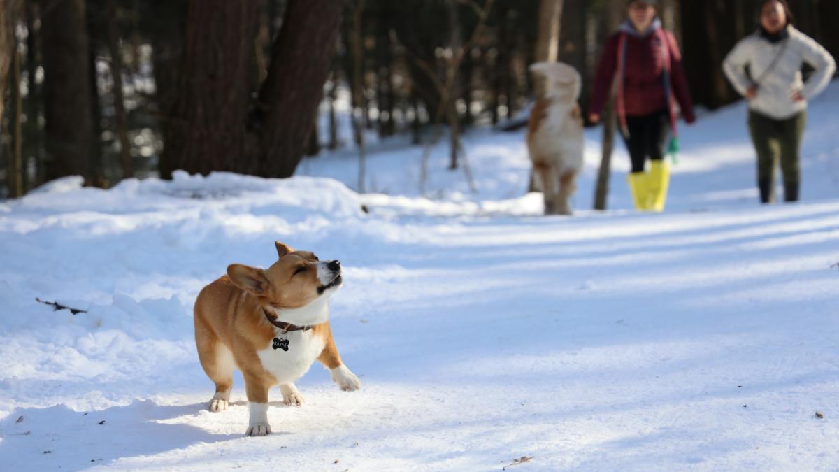 Прогулка с собакой