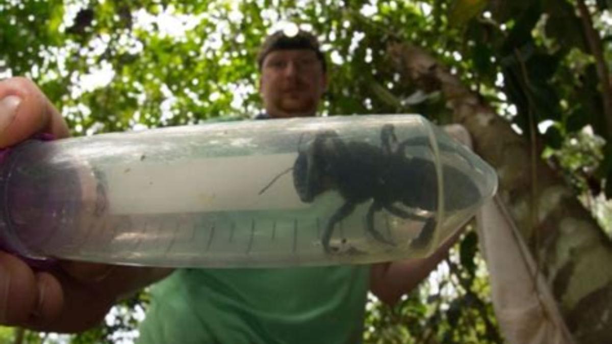 Wallace’s giant bee — крупнейшая пчела в мире Wallace’s giant bee — крупнейшая пчела в мире