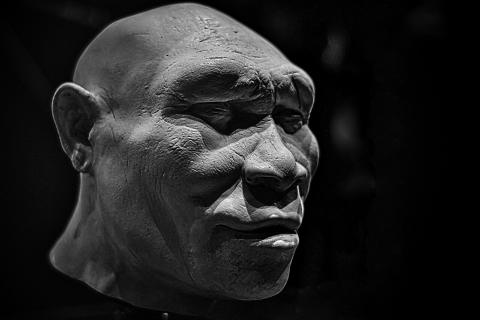 В Грузии нашли челюсть Homo erectus возрастом 1,8 млн лет: что это меняет
