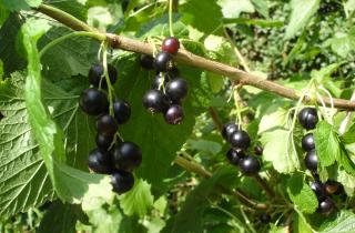 Омолаживающая обрезка чёрной смородины повышает урожай и продлевает жизнь куста — Мария Соколова