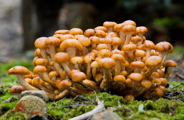 Забудьте о походе в лес: секреты выращивания опят в домашних условиях