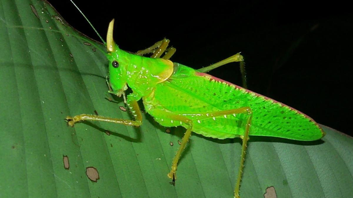Кузнечик амбликорифа