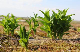 Эксперт Хана Смьетакова: черемица цветет даже под снегом