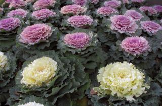 Агроном Марина Соколова рекомендует соблюдать оптимальные сроки посева для капусты