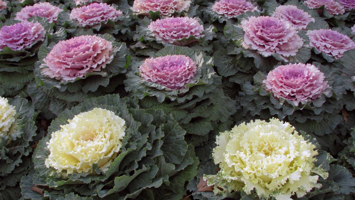 Декоративная капуста