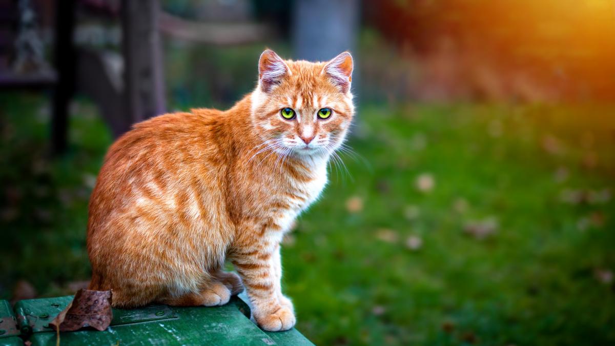 Рыжий кот Рыжий кот