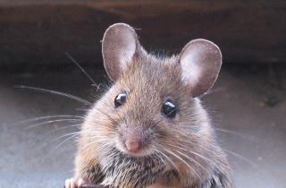 Эвкалиптол в лавре дезориентирует грызунов и снижает их активность — зоологи