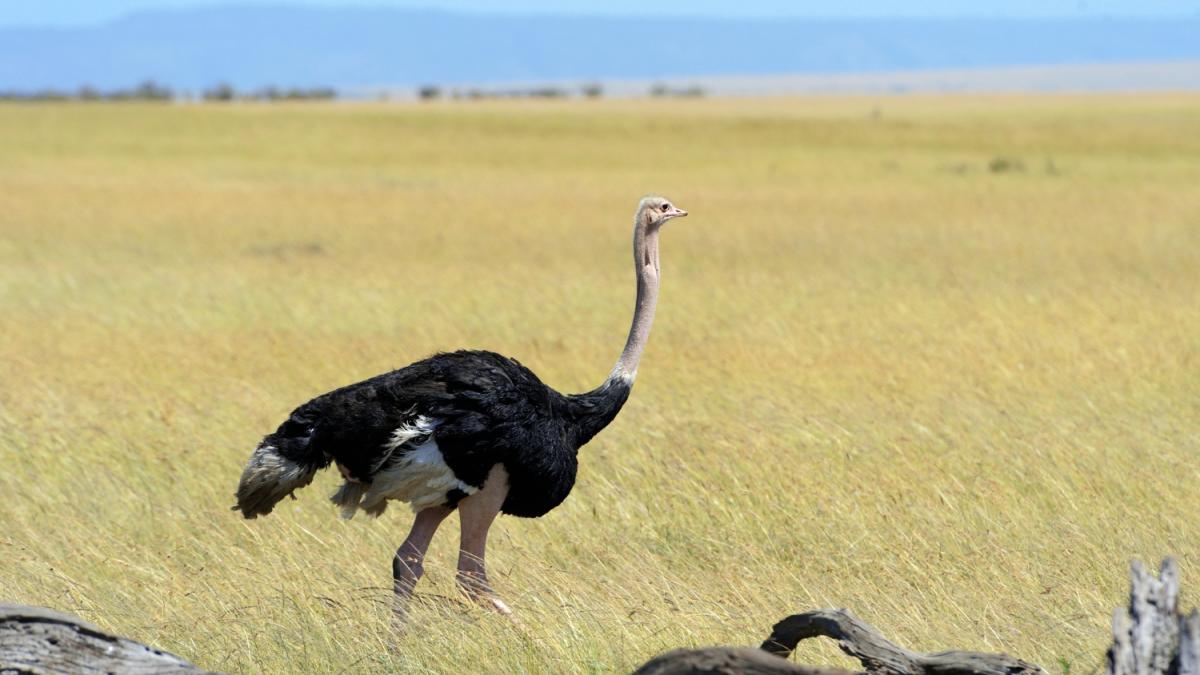 Самец африканского страуса в национальном заповеднике