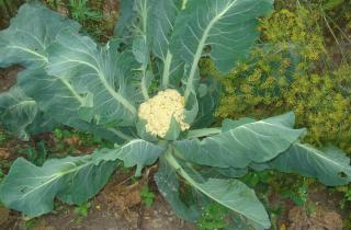 Зеленая, оранжевая и фиолетовая капуста добавляют разнообразие на участке — агроном