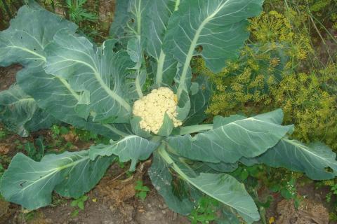 Зеленая, оранжевая и фиолетовая капуста добавляют разнообразие на участке — агроном