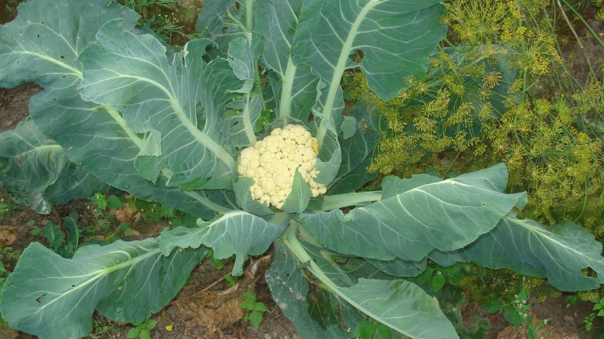 цветная капуста