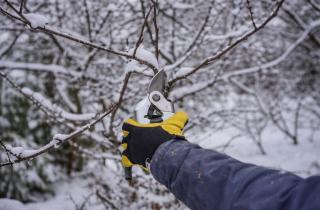 Обрезала в феврале — летом не узнала сад: приём, который даёт больше ягод и плодов