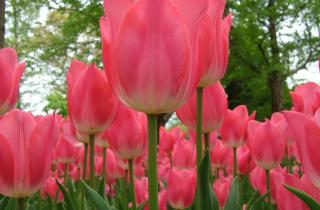 Садоводы используют картонные коробки для яиц, чтобы быстро и ровно посадить тюльпаны осенью